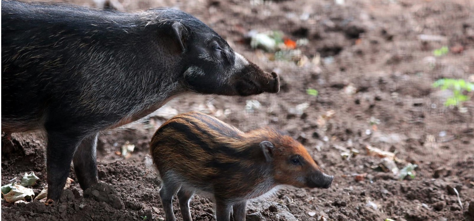 Mother warty pig with her piglet