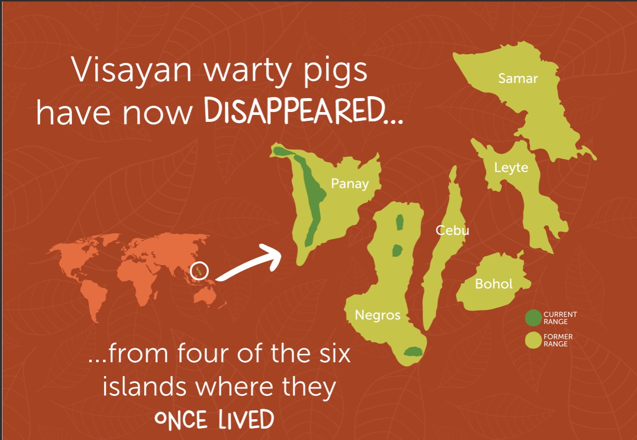 Warty Pig Distribution Map