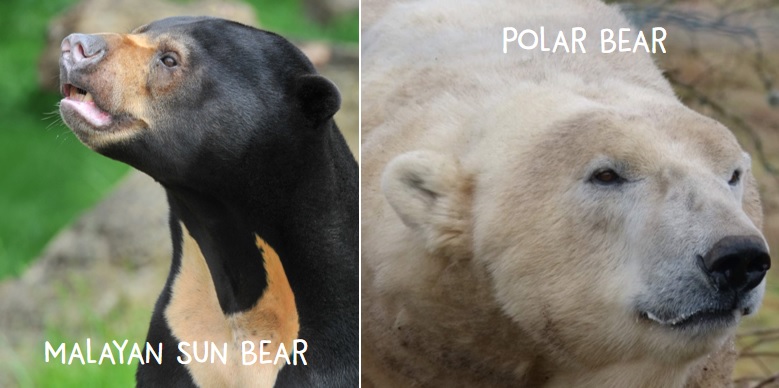 Sun and Sloth Bear