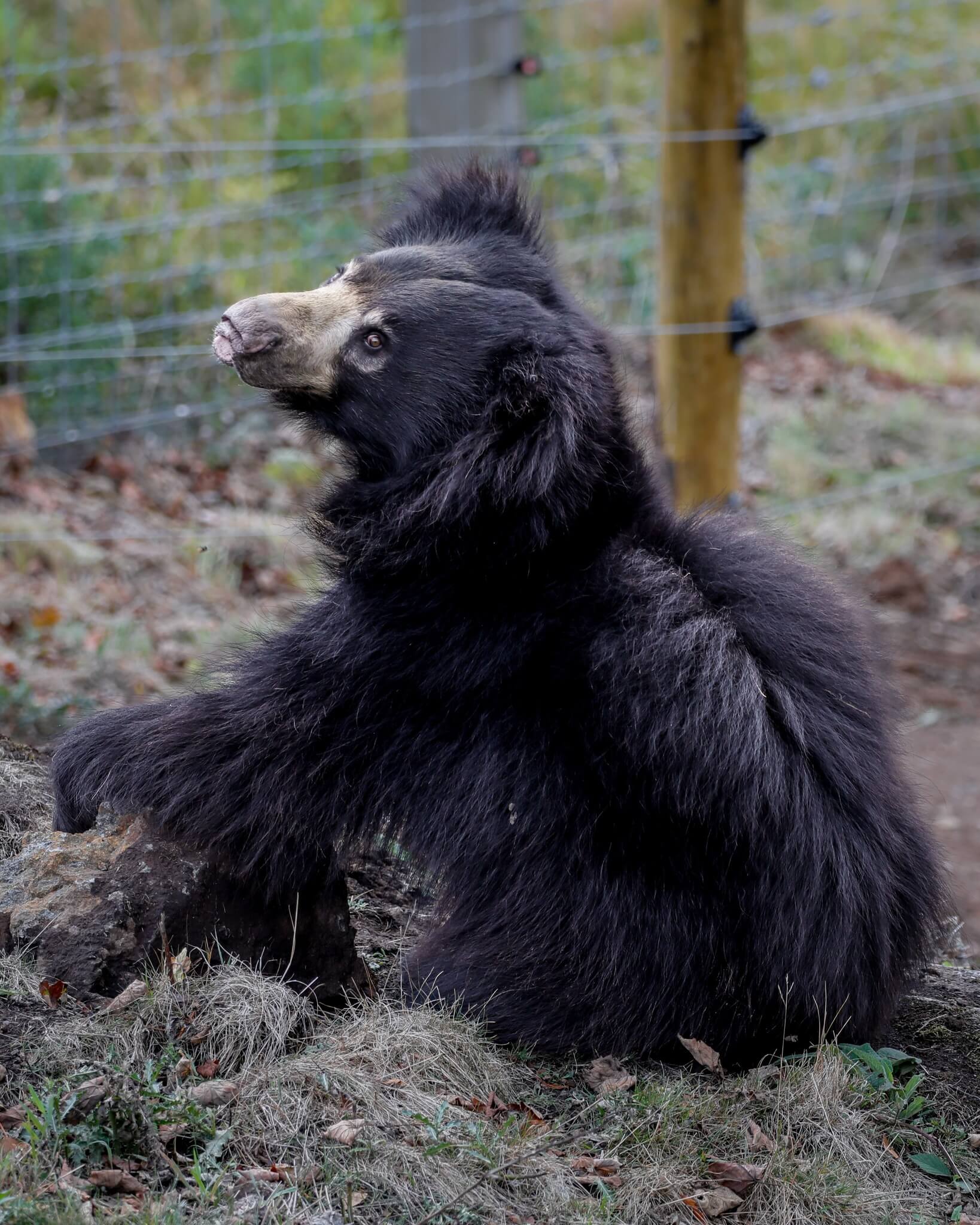 Sloth Bear sitting