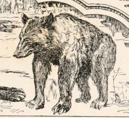 Baloo from the Jungle book