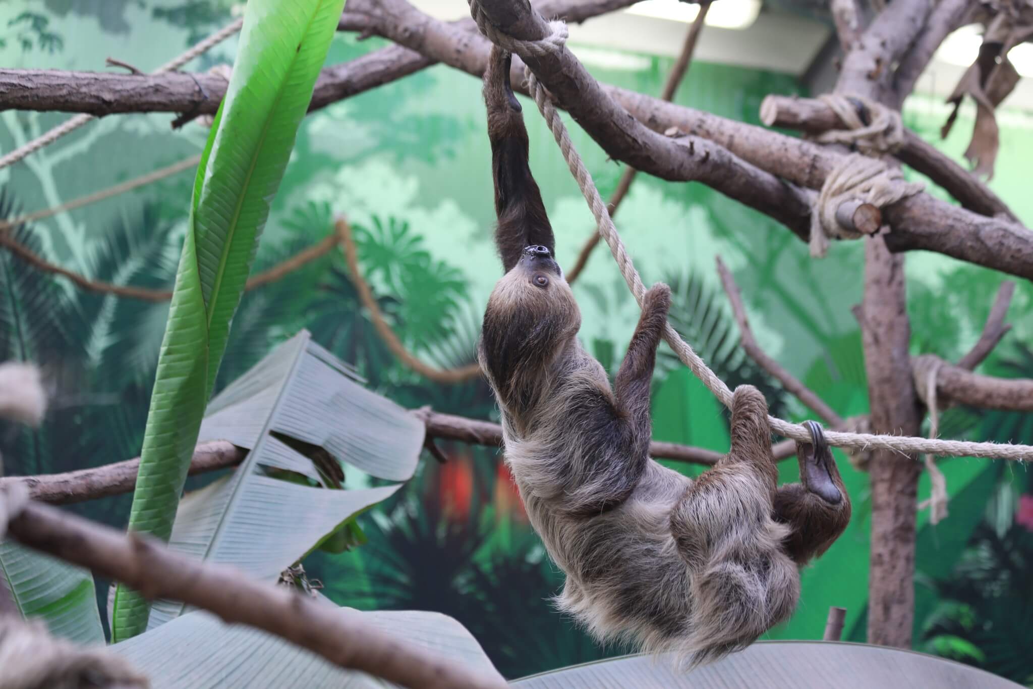 Sloth Climbing
