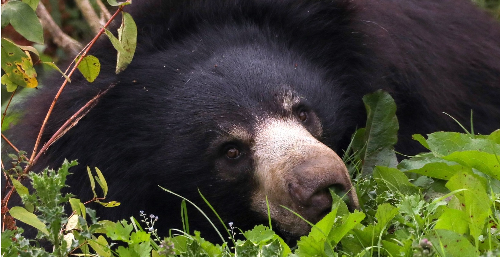 Sloth Bear sleeping