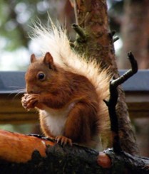 Red squirrel