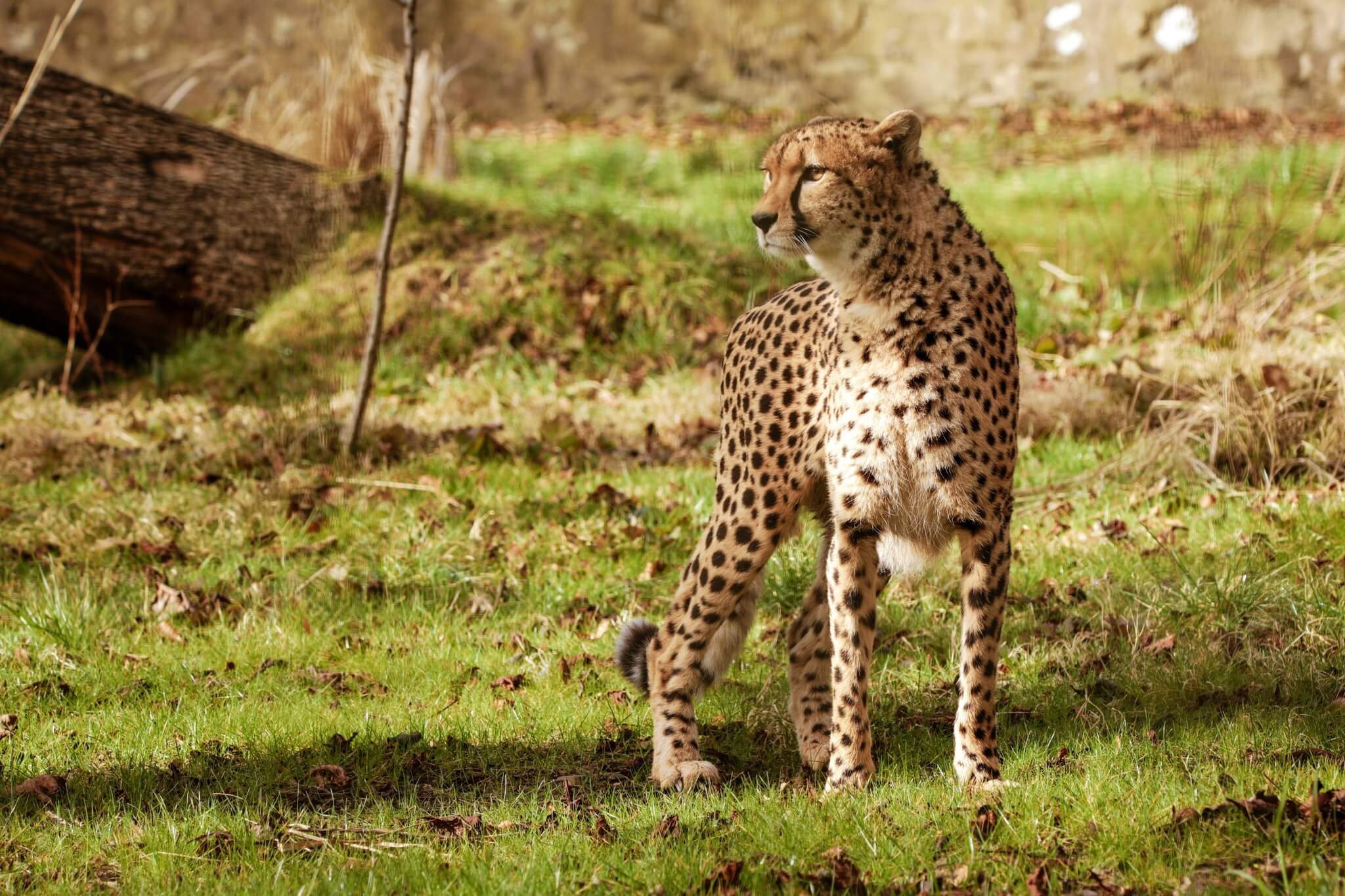Cheetah