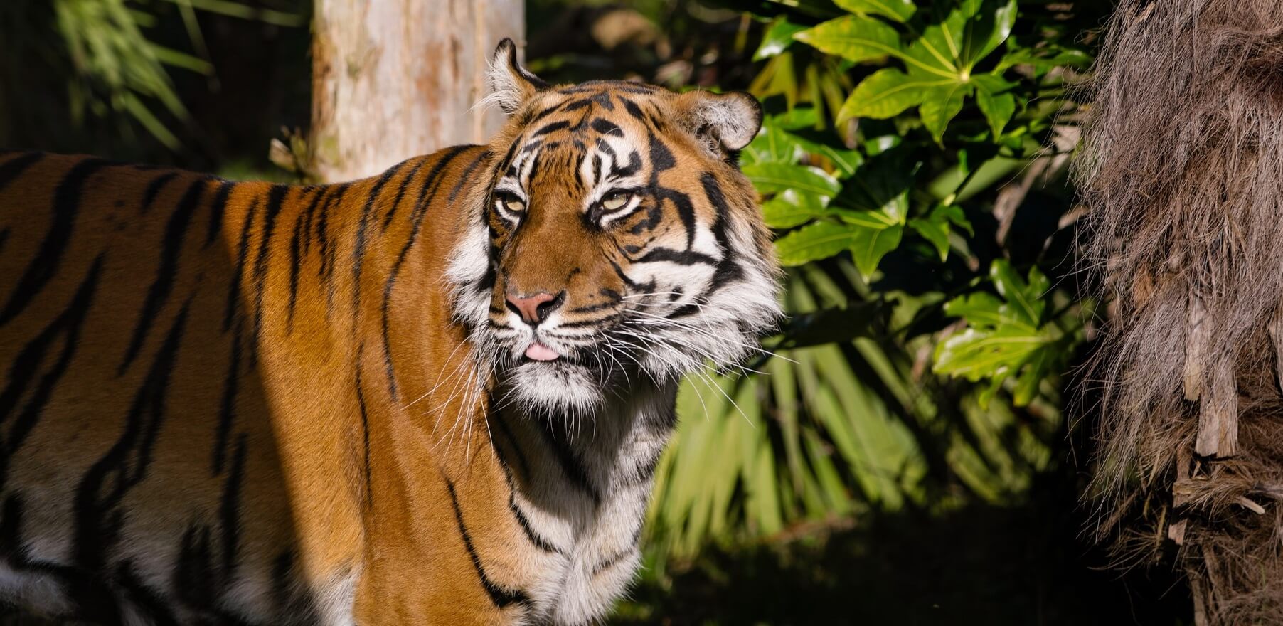 Tiger prowling