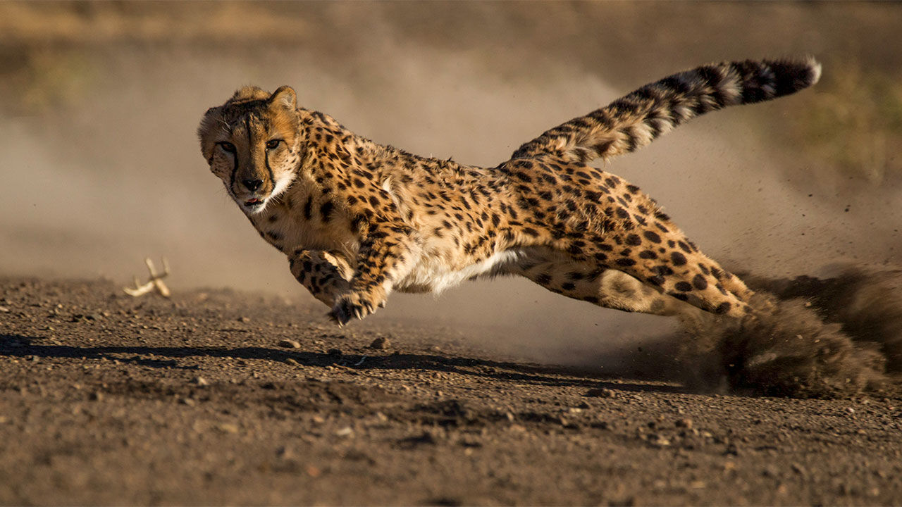 Cheetah Running
