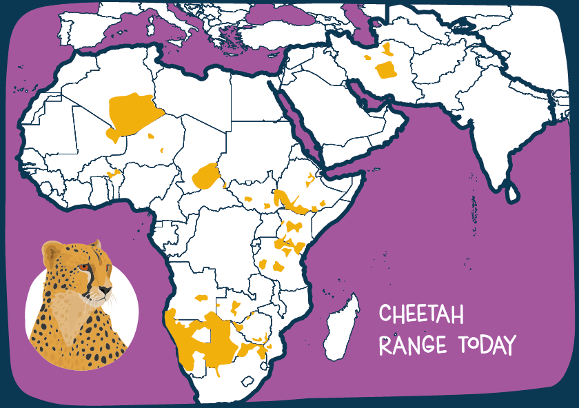 Cheetah Current Range