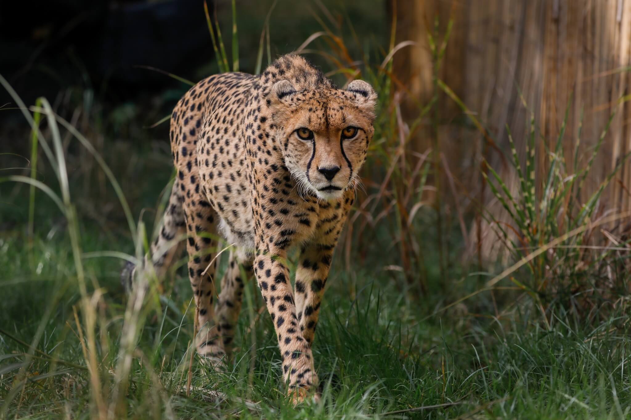 Billy Cheetah