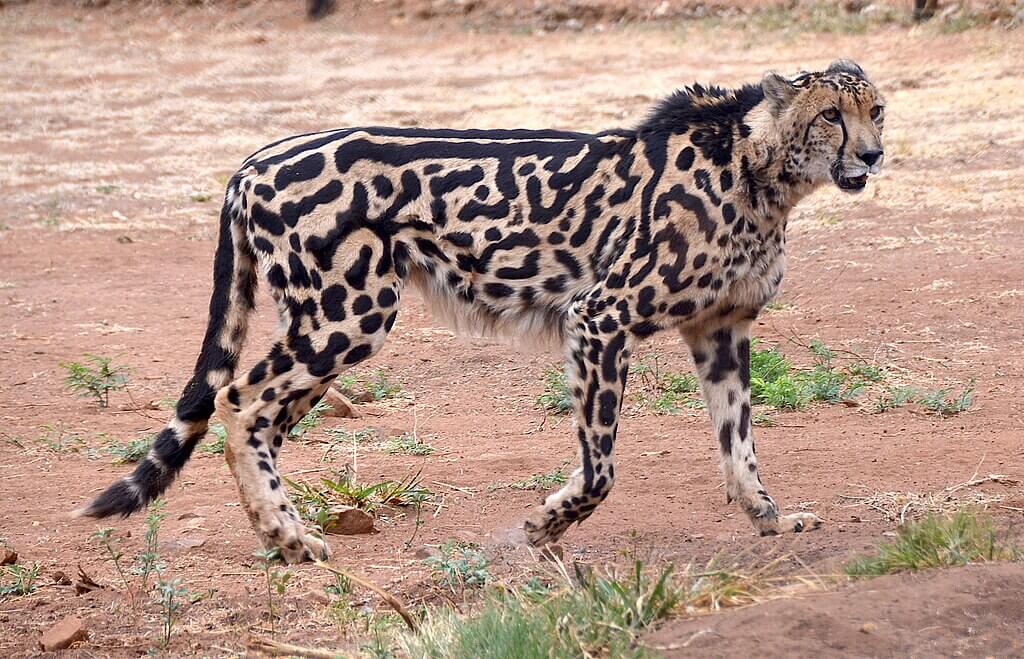 King Cheetah