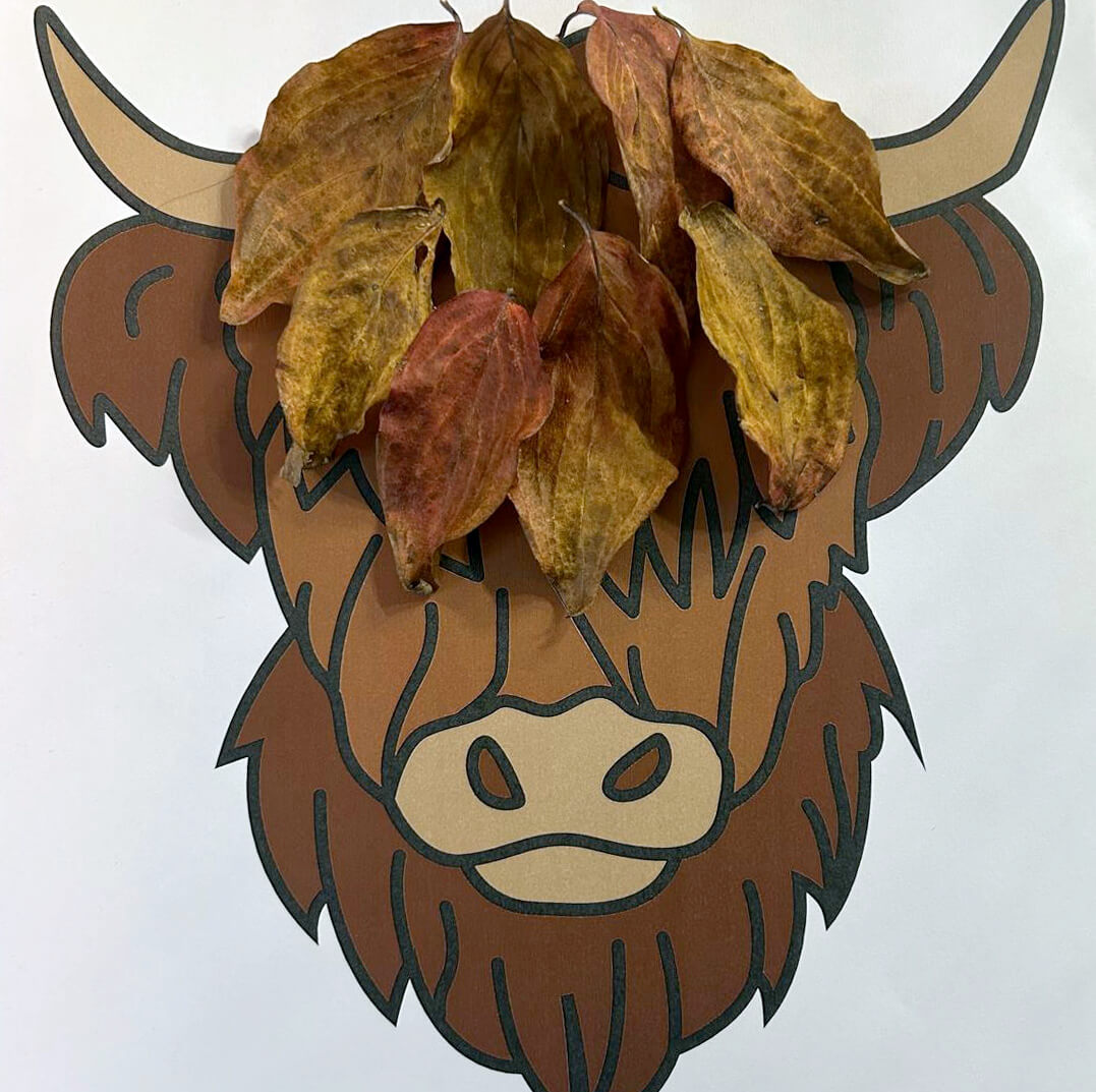 A highland cow drawing with a fringe made of autumn leaves