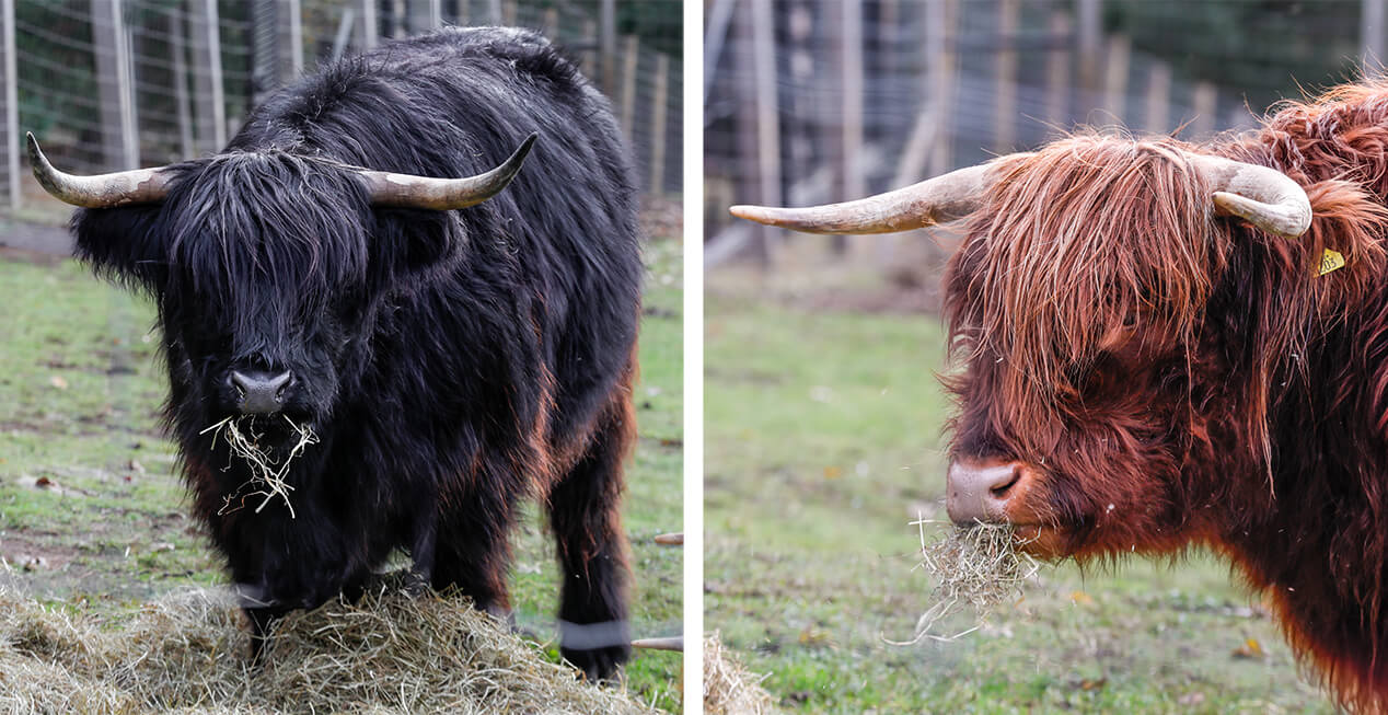 highland cows at edinburgh zoo