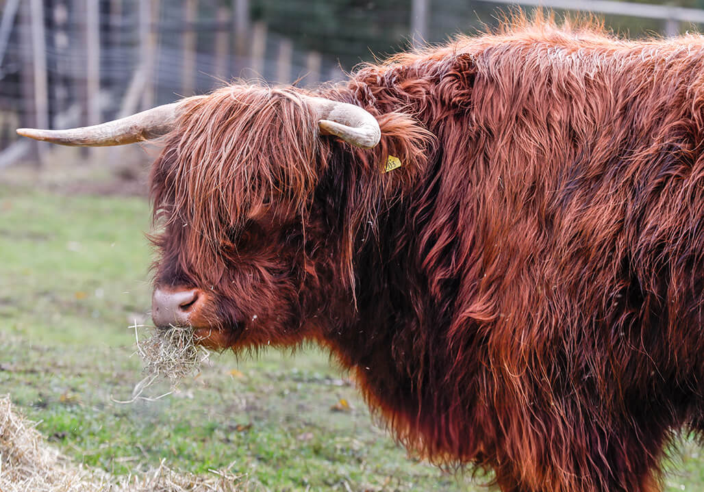 a highland cow at edinburgh zoo