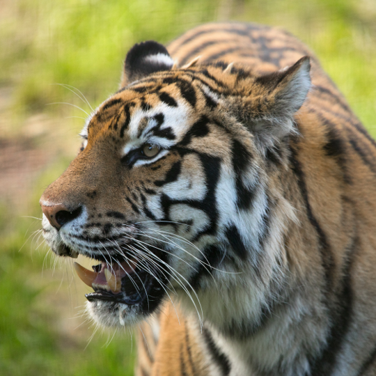 a tiger at highland wildlife park