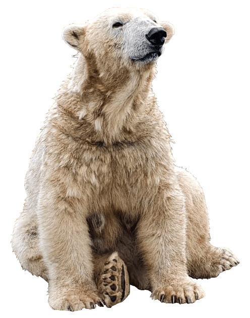 Polar Bear